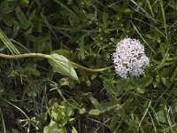 Valeriana rotundifolia 5, Saxifraga-Jan van der Straaten