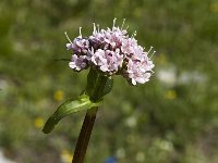 Valeriana rotundifolia 6, Saxifraga-Jan van der Straaten