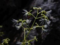 Valeriana saxatilis 4, Saxifraga-Ed Stikvoort