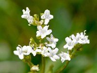 Valeriana saxatilis 7, Saxifraga-Sonja Bouwman  Valeriana saxatilis - Valerianaceae familie; Croda Rossa (Moos, I), Tre Cime (I)