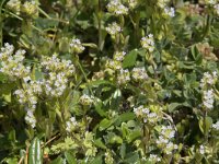 Valerianella dentata 3, Saxifraga-Willem van Kruijsbergen