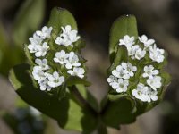 Valerianella locusta 26, Gewone veldsla, Saxifraga-Willem van Kruijsbergen