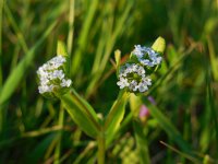 Valerianella locusta 10, Veldsla, Saxifraga-Ed Stikvoort