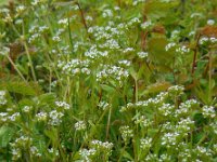 Valerianella locusta 11, Veldsla, Saxifraga-Ed Stikvoort