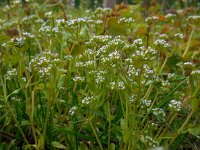 Valerianella locusta 12, Veldsla, Saxifraga-Ed Stikvoort