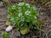 Valerianella locusta 13, Veldsla, Saxifraga-Ed Stikvoort