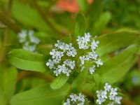 Valerianella locusta 14, Veldsla, Saxifraga-Ed Stikvoort