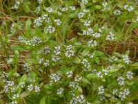 Valerianella locusta 15, Veldsla, Saxifraga-Ed Stikvoort