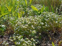 Valerianella locusta 16, Veldsla, Saxifraga-Ed Stikvoort