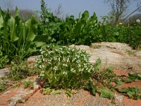 Valerianella locusta 17, Veldsla, Saxifraga-Dirk Hilbers