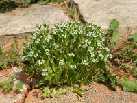 Valerianella locusta 18, Veldsla, Saxifraga-Dirk Hilbers