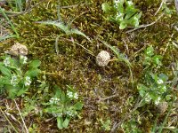 Valerianella locusta 19, Veldsla, Saxifraga-Jelle van Dijk