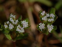 Valerianella locusta 2, Veldsla, Saxifraga-Willem van Kruijsbergen