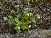 Valerianella locusta 20, Veldsla, Saxifraga-Ed Stikvoort