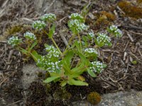 Valerianella locusta 21, Veldsla, Saxifraga-Ed Stikvoort