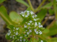 Valerianella locusta 22, Veldsla, Saxifraga-Ed Stikvoort