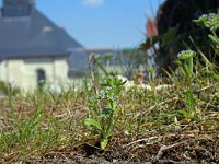 Valerianella locusta 23, Gewone Veldsla, Saxifraga-Jeroen Willemsen