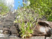 Valerianella locusta 24, Veldsla, Saxifraga-Rutger Barendse