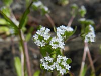 Valerianella locusta 25, Veldsla, Saxifraga-Rutger Barendse