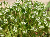 Valerianella locusta 3, Veldsla, Saxifraga-Dirk Hilbers