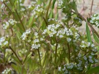 Valerianella locusta 4, Veldsla, Saxifraga-Jan Willem Jongepier