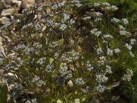 Valerianella locusta 5, Veldsla, Saxifraga-Willem van Kruijsbergen