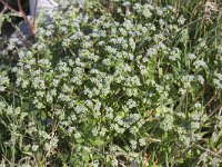 Valerianella locusta 6, Veldsla, Saxifraga-Peter Meininger