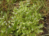 Valerianella locusta 7, Veldsla, Saxifraga-Peter Meininger