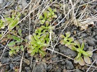 Valerianella locusta 8, Veldsla, Saxifraga-Rutger Barendse