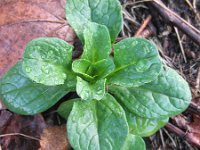 Valerianella locusta var oleracea 9, Veldsla, Saxifraga-Rutger Barendse