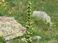 Veratrum album 18, Saxifraga-Sonja Bouwman  Witte nieswortel - Veratrum album - Melanthiaceae familie