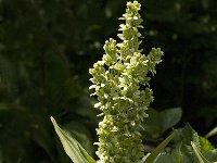 Veratrum album 1, Saxifraga-Jan van der Straaten