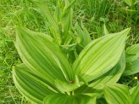 Veratrum album 14, Saxifraga-Rutger Barendse