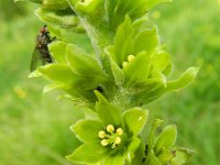 Veratrum album 15, Saxifraga-Rutger Barendse