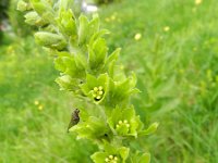 Veratrum album 16, Saxifraga-Rutger Barendse