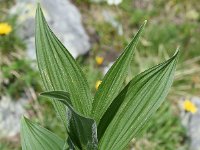 Veratrum album 19, Saxifraga-Sonja Bouwman  Witte nieswortel - Veratrum album - Melanthiaceae familie