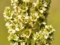 Veratrum album 20, Saxifraga-Tom Heijnen