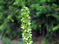 Veratrum album 5, Saxifraga-Jeroen Willemsen