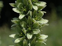 Veratrum album ssp album 2, Saxifraga-Jan van der Straaten