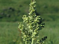 Veratrum lobelianum 12, Saxifraga-Jan van der Straaten