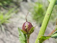 Verbascum blattaria 10, Mottenkruid, Saxifraga-Rutger Barendse
