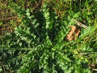 Verbascum blattaria 12, Mottenkruid, Saxifraga-Rutger Barendse
