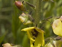 Verbascum blattaria 2, Mottenkruid, Saxifraga-Jan van der Straaten