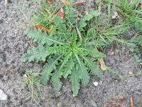 Verbascum blattaria 23, Mottenkruid, Saxifraga-Rutger Barendse