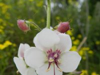Verbascum blattaria 25, Mottenkruid, Saxifraga-Rutger Barendse
