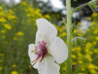 Verbascum blattaria 27, Mottenkruid, Saxifraga-Rutger Barendse