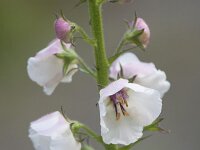 Verbascum blattaria 29, Mottenkruid, Saxifraga-Jan Nijendijk