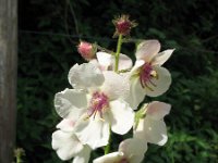 Verbascum blattaria 3, Mottenkruid, Saxifraga-Rutger Barendse