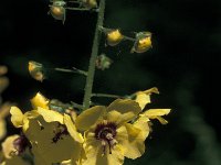 Verbascum blattaria 5, Mottenkruid, Saxifraga-Jan van der Straaten