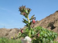 Verbascum blattaria 6, Mottenkruid, Saxifraga-Rutger Barendse